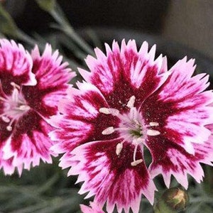 20 Dianthus chinensis Flower Seeds DW91003-22