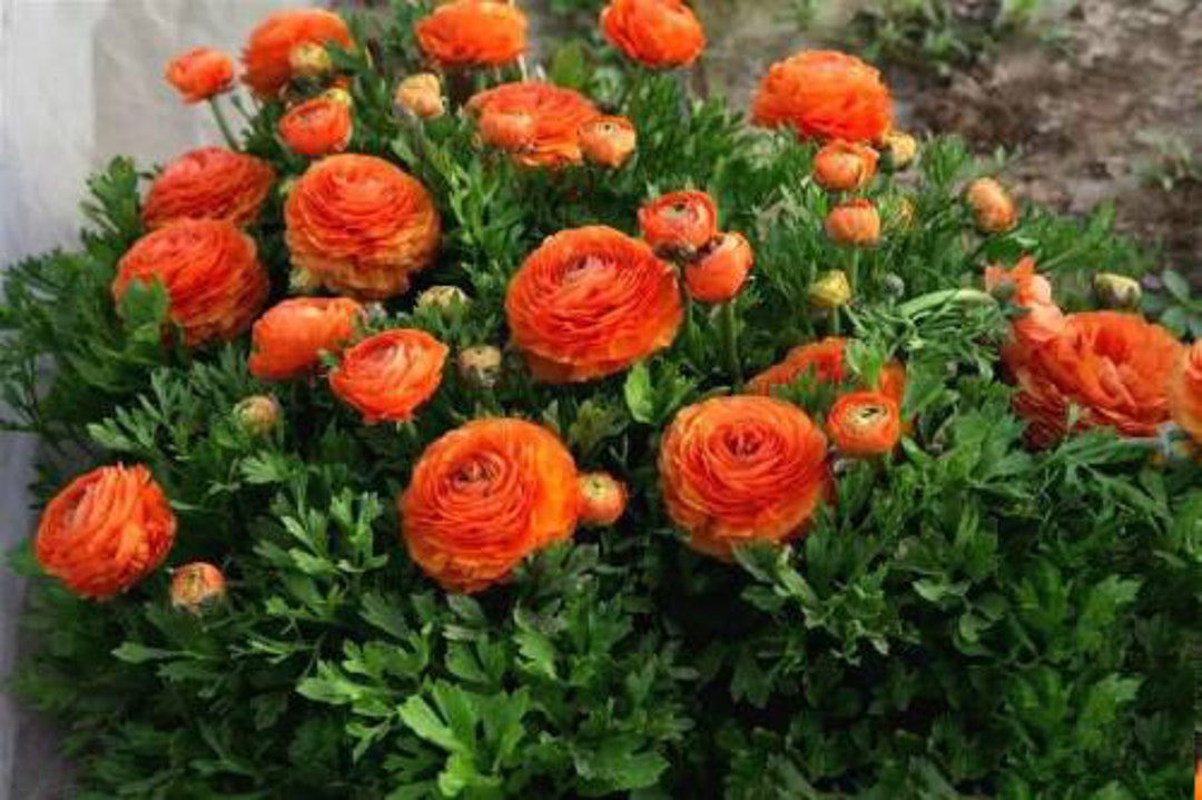 Tecoye Ranunculus 2 Ranunculus Tecolote Flower Bulbs FW95221-6 - Etsy
