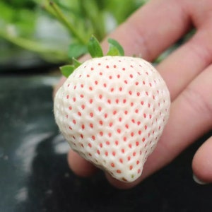 30 White Strawberry Seeds FW91010