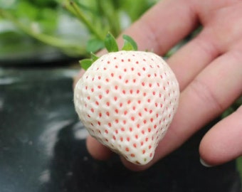 30 White Strawberry Seeds FW91010