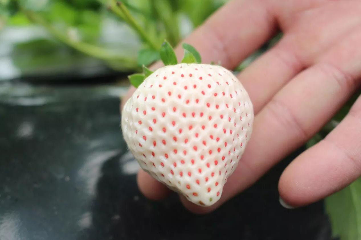 Camarosa Strawberry Seed - Etsy