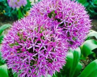 20 Giant Ball Onion Allium Christophii Huge Hardy Perennial Seeds CW92008-1