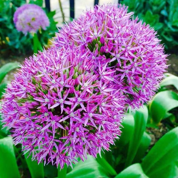 20 Giant Ball Onion Allium Christophii Huge Hardy Perennial Seeds CW92008-1