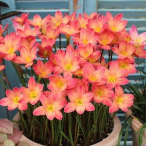 2  Rain Lily Bulbs TW91030-12