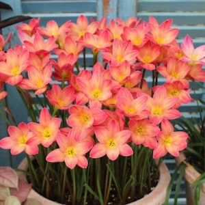 2  Rain Lily Bulbs TW91030-12