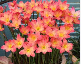 2  Rain Lily Bulbs TW91030-12