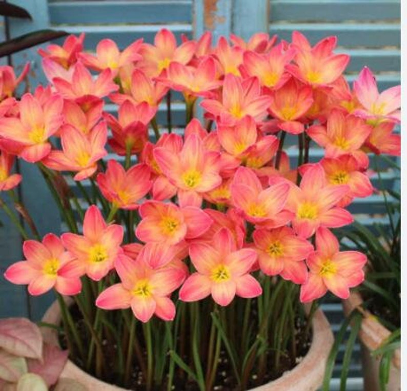 NewmaArt Rain Lily Bulbs