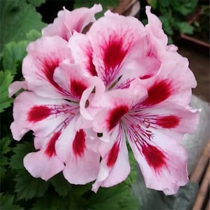 30 Geranium Seeds Pelargonium Seeds HW96205-34