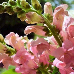 50 Snapdragon Giant Tetra Mix Seeds BW91044