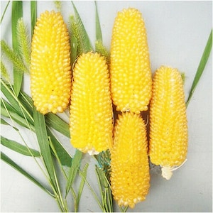 10 Pineapple Corn Fruit Corn Seeds DW90001
