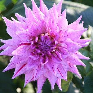 30 Dahlia Pompon Dahlia Tuber Seeds BW91059-402