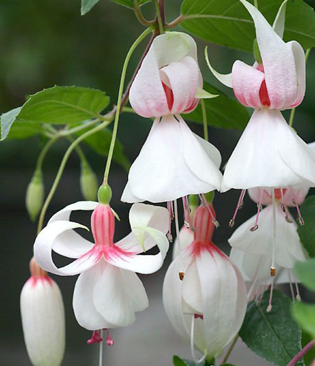 50 Fuchsia Flower Seeds FW9522616 Etsy