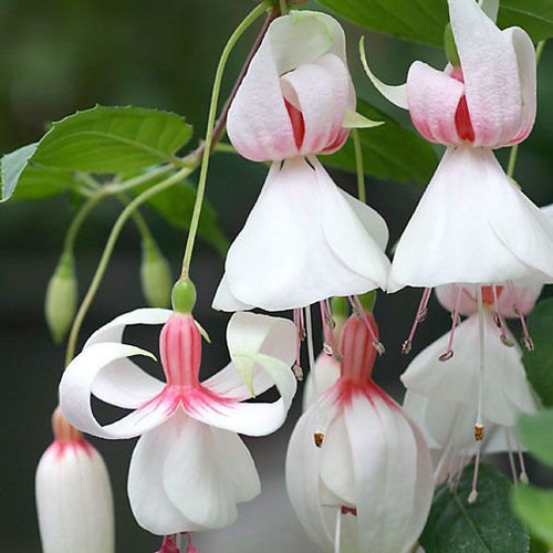 50 Azure Snow Salvia Seeds Flower Seed Perennial Flowers Hummingbird