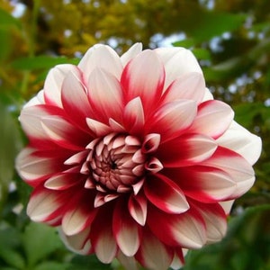 30 Dahlia Pompon Dahlia Tuber Seeds BW91059-37