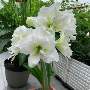 2 Amaryllis Vittata Bulbs FW95210-10