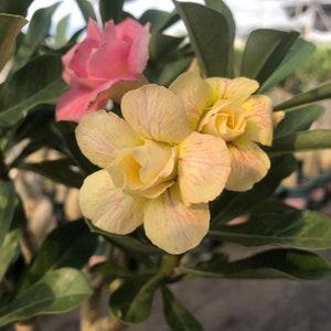 5 Rare Desert Rose Flowers Seeds FW95227-30