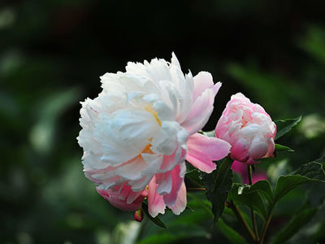 5 Peony Flower Seeds BW991010-4 - Etsy