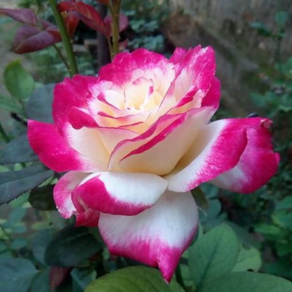 ★Ras Goudie / No Bed A Rose 7EP ★Qs7jn★ 10 Rose Rosa Flower Seeds HW6109-103 - Etsy