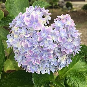 10 Rare Hydrangea Flower Seeds CW91072-41