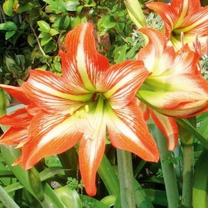 2 Amaryllis Vittata Bulbs FW95210-33
