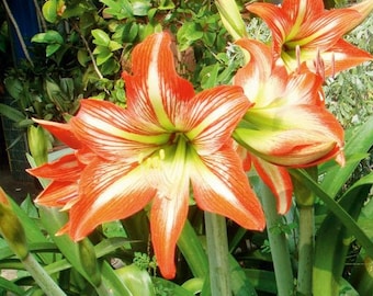2 bombillas Amaryllis Vittata FW95210-33