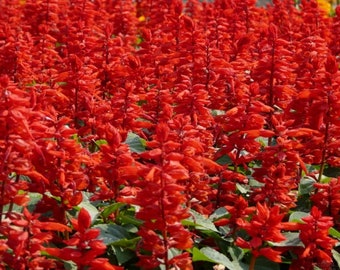 May include: A field of red salvia flowers in full bloom. The flowers are tall and slender, with a vibrant red color. The flowers are growing in a garden setting.