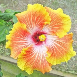 20 Hibiscus mutabilis Flower Seeds FW97015-44