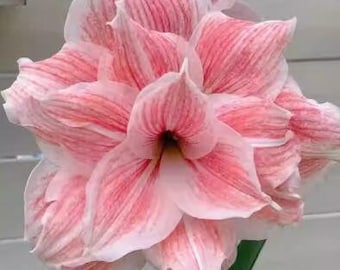 May include: A close-up of a pink and white amaryllis flower with delicate petals. The flower is in bloom and has a prominent center.