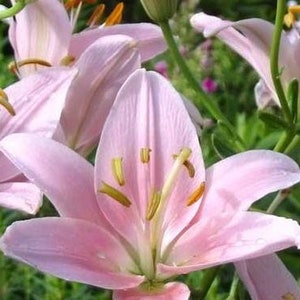 2 Rose Lily Flower Bulbs F5213-6
