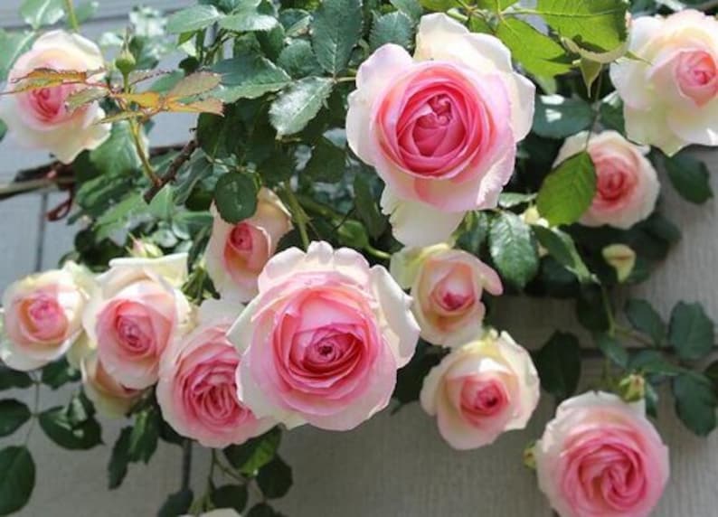 10 Pink CLIMBING ROSE Rosa Bush Seeds GW92001 image 4