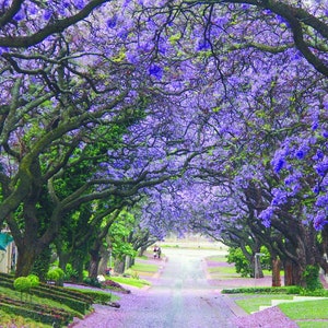 5 Blue Jacaranda Tree Seeds CW91015
