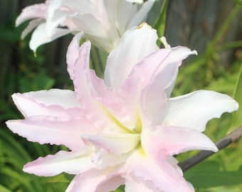 Lilly.rose様 Burgundy Stargazer Lily Bouquet at Send Flowers