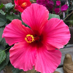 20 Hibiscus mutabilis Flower Seeds FW97015-21