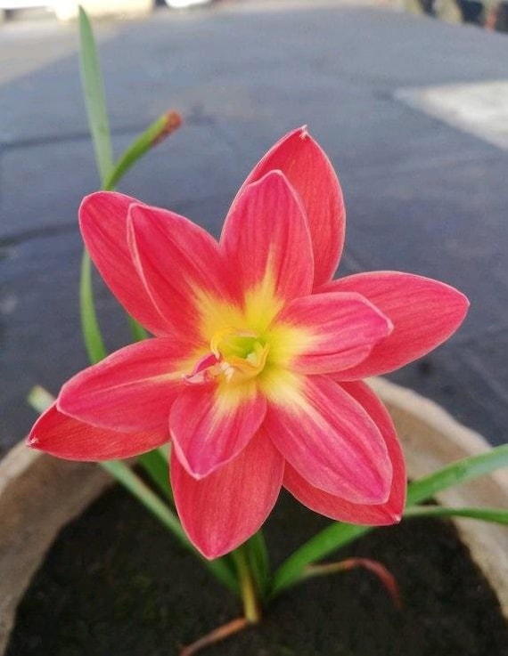 Lily Pre-order Longfield Gardens Lily Collections, 40-bulbs | Costco
