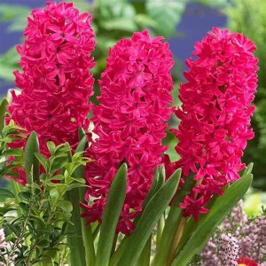 20 Pink Hyacinthus Seeds FW94019