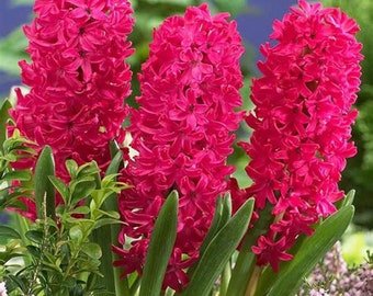 20 Pink Hyacinthus Seeds FW94019