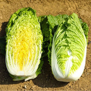 100 Napa Cabbage seeds AW95563