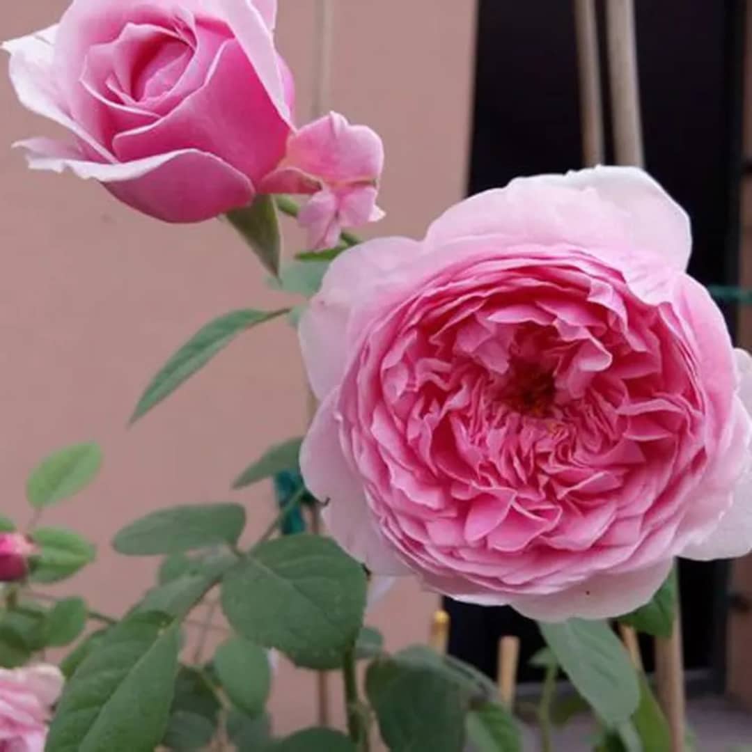 10 Rare Rose Flower Seeds BW94014 - Etsy