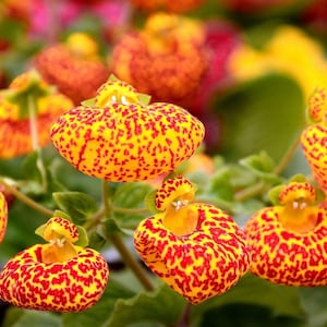 10 Rare Slipper Flower Fascination Flower Seeds EW91001-21