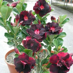 5 Rare Desert Rose Flowers Seeds FW94069