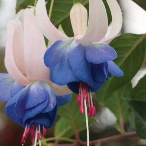 50 Fuchsia Flower Seeds FW95226-33