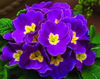 Puede incluir: Un grupo de prímulas moradas vibrantes con centros amarillos, floreciendo en un exuberante jardín verde.