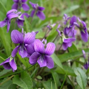 50 Viola odorata Queen Charlotte Flower seeds BW91069