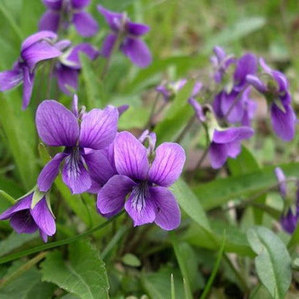 50 Viola odorata Queen Charlotte Flower seeds BW91069