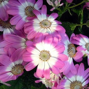 20 Cineraria Flower Seeds EW91005-39