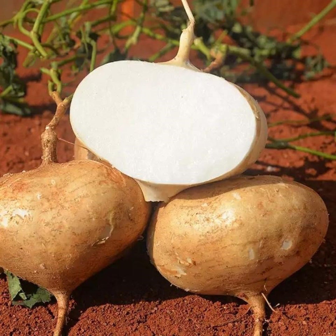 10 Jicama Seeds AW99509 Etsy