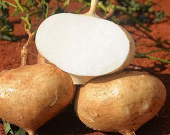 10 Jicama Seeds AW99509