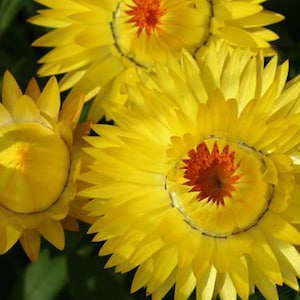 30 Strawflower Helichrysum Bracteatum Seeds BW95003-7