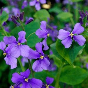 May include: A close-up of a cluster of purple flowers with yellow centers. The flowers are blooming on a green stem with leaves.