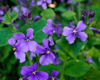 200 Violet wildflower seeds  AW95222